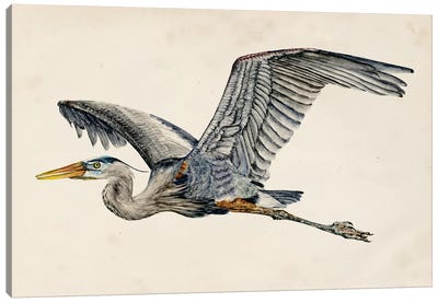 Blue Heron Rendering III Canvas Art Print - Melissa Wang
