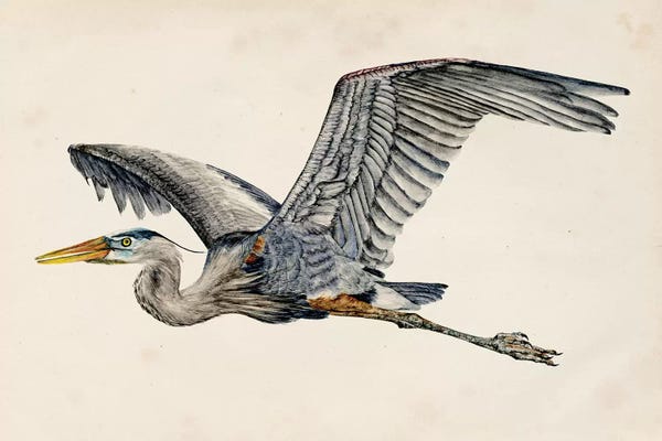 Vintage Animal Illustrations: Blue Heron Rendering III by Melissa Wang