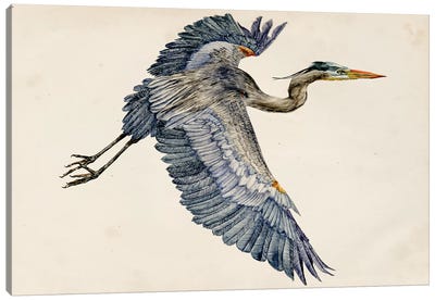 Blue Heron Rendering IV Canvas Art Print - Great Blue Heron Art
