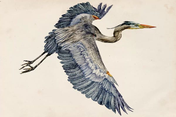 Vintage Animal Illustrations: Blue Heron Rendering IV by Melissa Wang