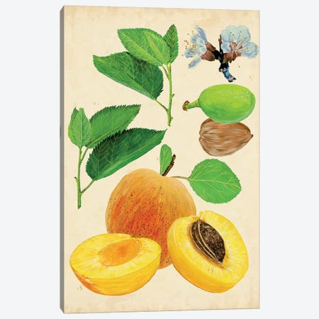 Apricot Study I Canvas Print #WNG155} by Melissa Wang Canvas Art Print