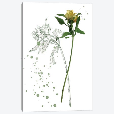 Botany Flower I Canvas Print #WNG166} by Melissa Wang Canvas Art