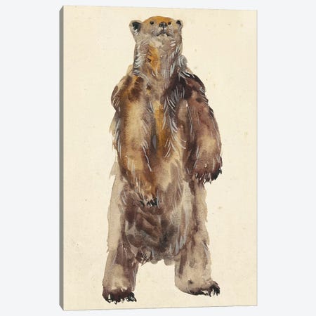 Brown Bear Stare I Canvas Print #WNG174} by Melissa Wang Canvas Print
