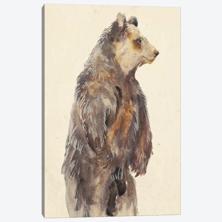 Brown Bear Stare II Canvas Print #WNG175} by Melissa Wang Art Print