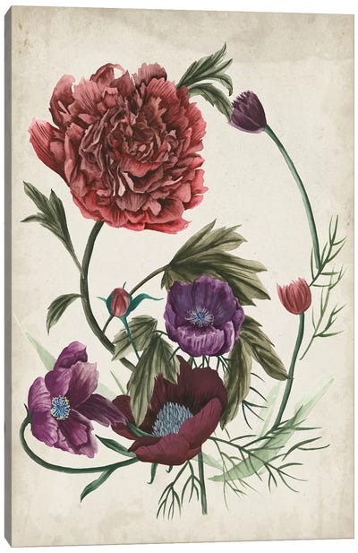Antique Peony I Canvas Art Print - Carnations
