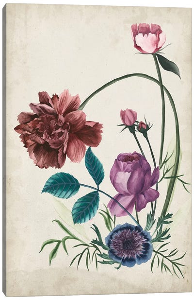 Antique Peony II Canvas Art Print - Carnations