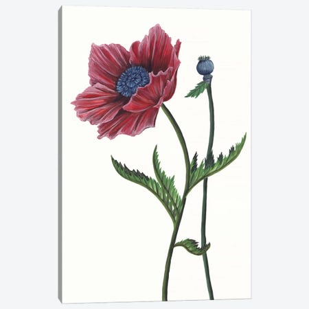 Poppy Flower II Canvas Print #WNG325} by Melissa Wang Canvas Art