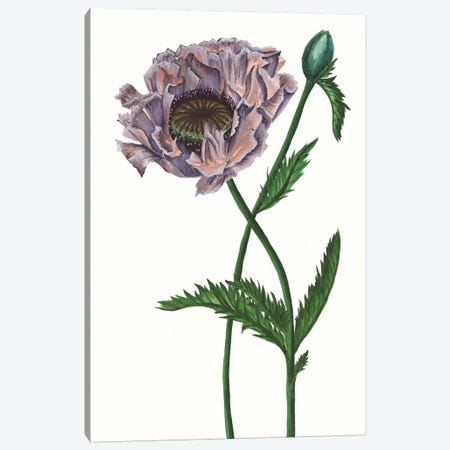 Poppy Flower IV Canvas Print #WNG327} by Melissa Wang Canvas Art