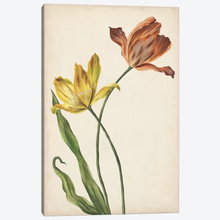 Two Tulips I Canvas Print #WNG346} by Melissa Wang Canvas Wall Art