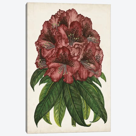 Rhododendron Study I Canvas Print #WNG436} by Melissa Wang Canvas Wall Art