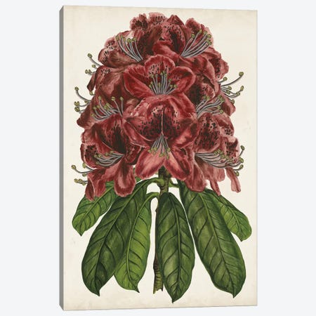 Rhododendron Study II Canvas Print #WNG437} by Melissa Wang Canvas Artwork