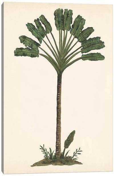 Palm Tree Study I Canvas Art Print - Botanical Illustrations