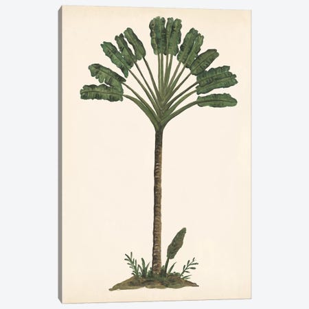 Palm Tree Study I Canvas Print #WNG560} by Melissa Wang Canvas Print