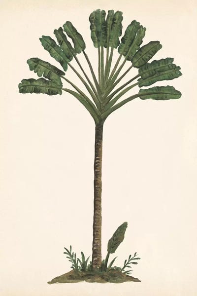Botanical Illustrations: Palm Tree Study I by Melissa Wang