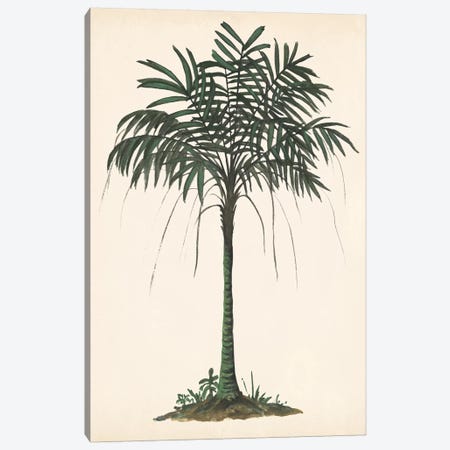 Palm Tree Study II Canvas Print #WNG561} by Melissa Wang Canvas Art Print