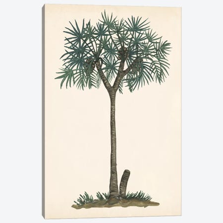 Palm Tree Study III Canvas Print #WNG562} by Melissa Wang Canvas Print