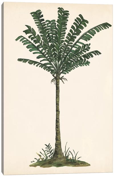 Palm Tree Study IV Canvas Art Print - Botanical Illustrations