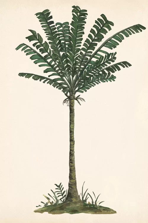 Palm Tree Study IV