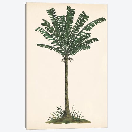 Palm Tree Study IV Canvas Print #WNG563} by Melissa Wang Canvas Art Print