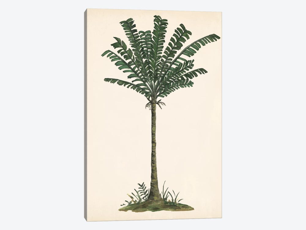 Palm Tree Study IV by Melissa Wang 1-piece Canvas Art