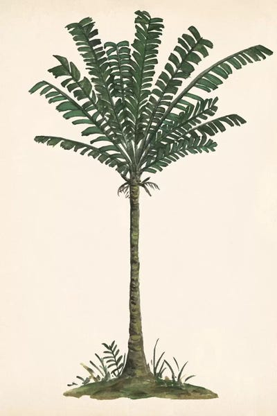 Botanical Illustrations: Palm Tree Study IV by Melissa Wang