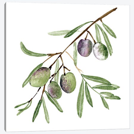 Olive Branch I Canvas Print #WNG664} by Melissa Wang Canvas Print