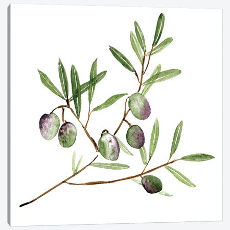 Olive Branch II Canvas Print #WNG665} by Melissa Wang Canvas Print
