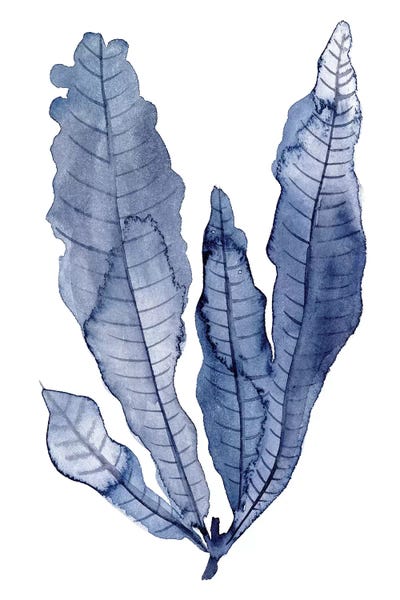 Seaweed Under Water IV