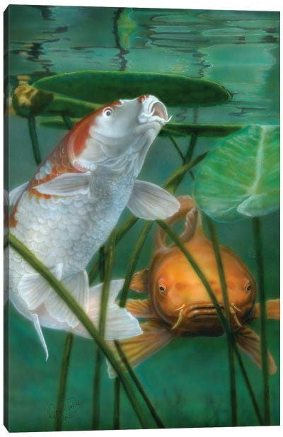 Oh Boy More Koi Canvas Art Print - Koi Fish Art