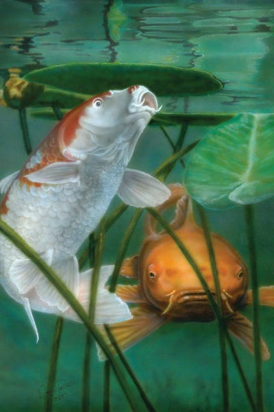 Koi: Oh Boy More Koi by Wayne Pruse