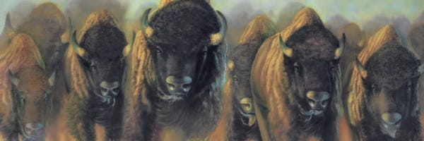 Bison & Buffaloes: Prairie Thunder by Wayne Pruse