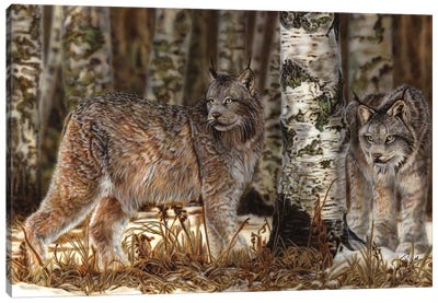Unusal Sight Canvas Art Print - Lynx Art