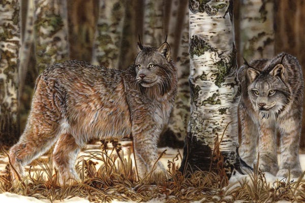 Lynx: Unusal Sight by Wayne Pruse