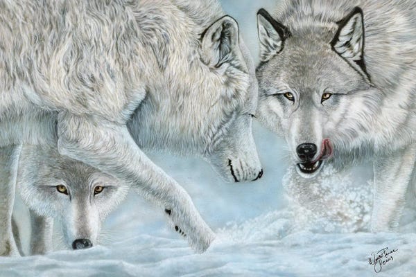 Wolves: Alpha Challenge by Wayne Pruse