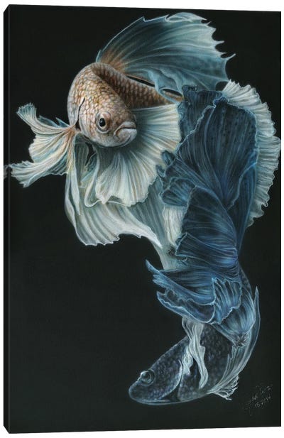 Siamese Fighting Fish III Canvas Art Print - Wayne Pruse