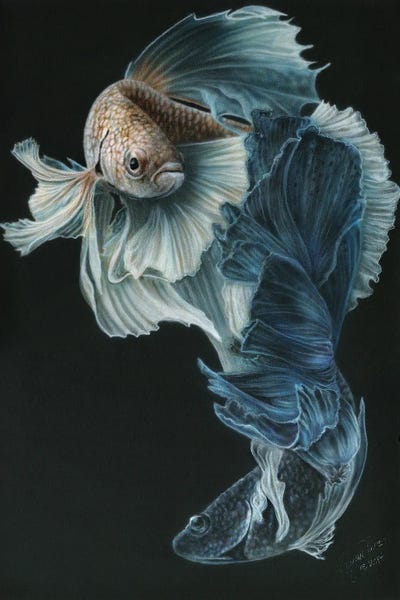 Betta: Siamese Fighting Fish III by Wayne Pruse