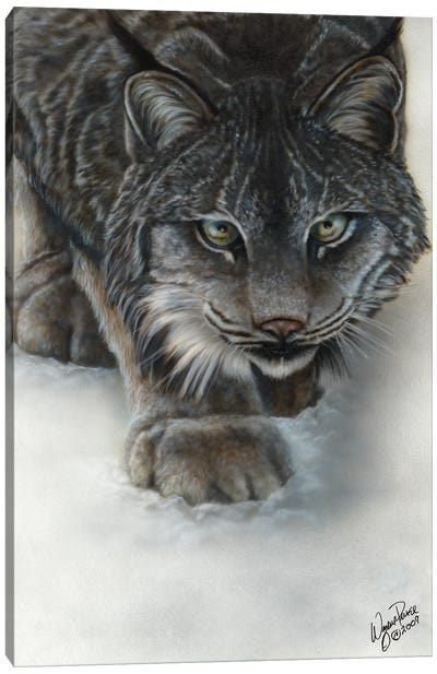 Canadian Lynx Canvas Art Print - Wayne Pruse