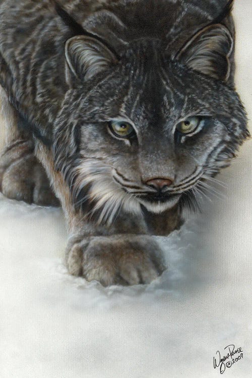 Canadian Lynx