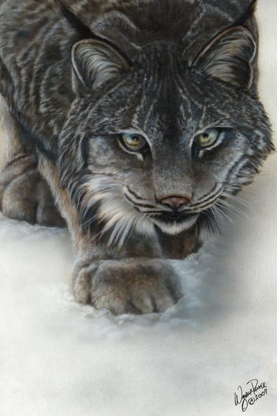 Lynx: Canadian Lynx by Wayne Pruse