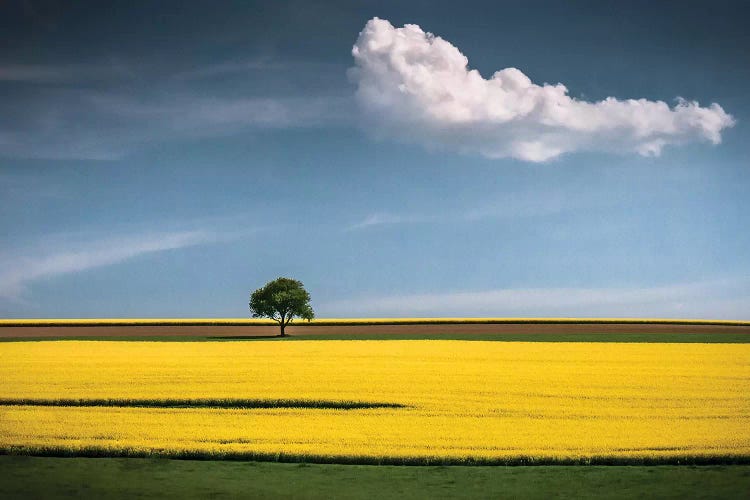 The Tree And The Cloud