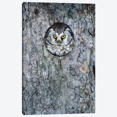 Boreal Owl In Nest Cavity, Sweden I Canvas Print #WOT10} by Konrad Wothe Canvas Artwork