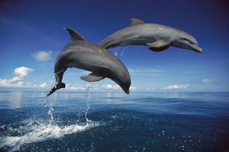 Bottlenose Dolphin Pair Jumping, Caribbean