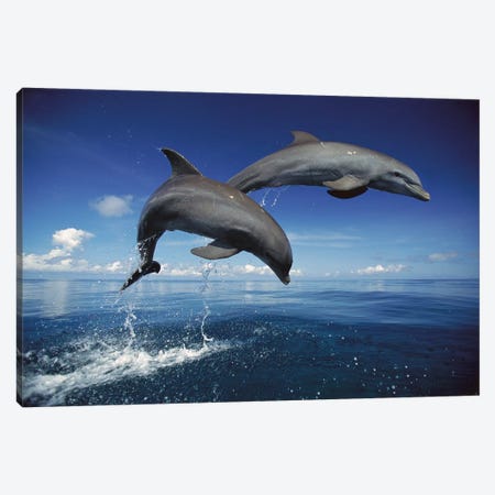 Bottlenose Dolphin Pair Jumping, Caribbean Canvas Print #WOT12} by Konrad Wothe Canvas Wall Art