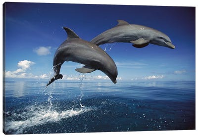 Bottlenose Dolphin Pair Jumping, Caribbean Canvas Art Print - Konrad Wothe