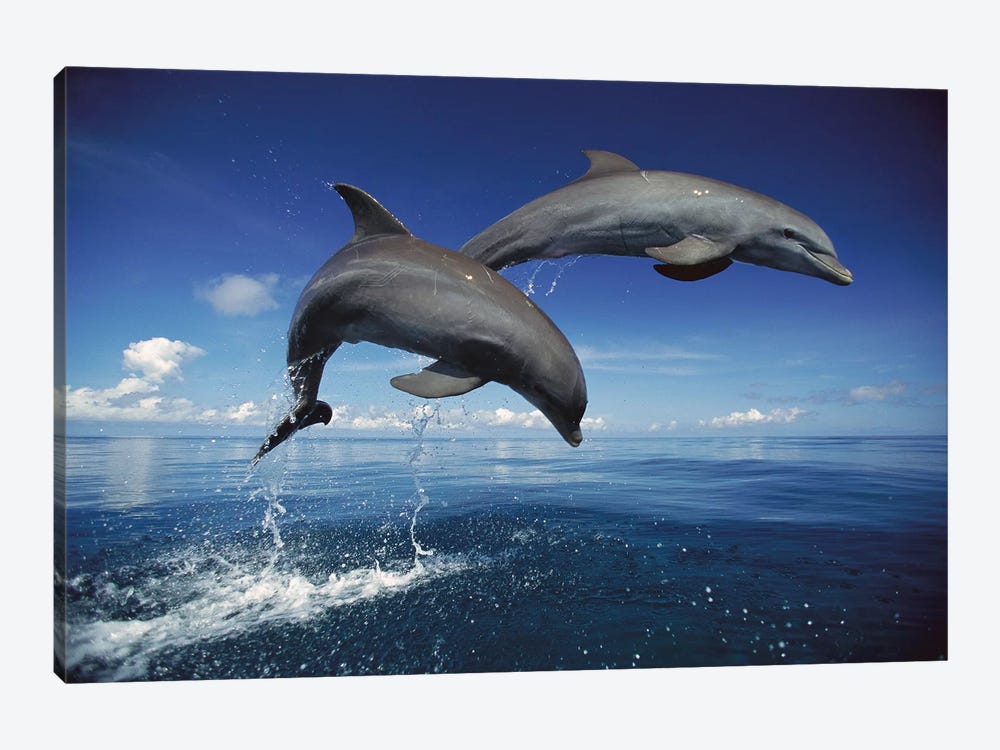 Bottlenose Dolphin Pair Jumping, Caribbean by Konrad Wothe 1-piece Canvas Artwork