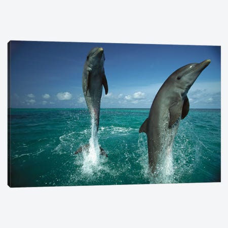 Bottlenose Dolphin Pair Leaping From Water, Caribbean Canvas Print #WOT13} by Konrad Wothe Canvas Art