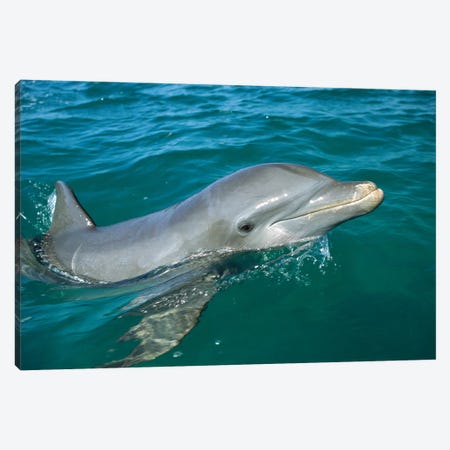 Bottlenose Dolphin Surfacing, Honduras Canvas Print #WOT14} by Konrad Wothe Canvas Art Print