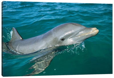 Bottlenose Dolphin Surfacing, Honduras Canvas Art Print - Dolphin Art