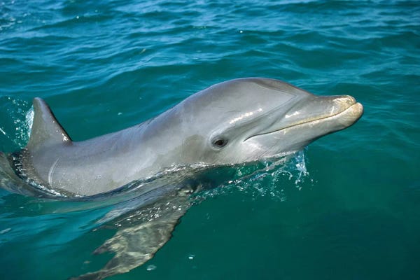 Dolphins: Bottlenose Dolphin Surfacing, Honduras by Konrad Wothe