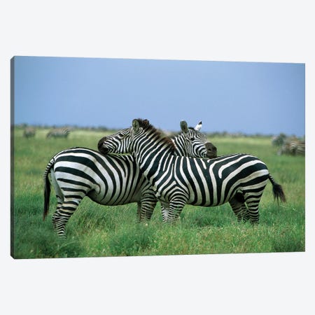 Burchell's Zebra Pair Resting, Serengeti National Park, Tanzania Canvas Print #WOT15} by Konrad Wothe Art Print